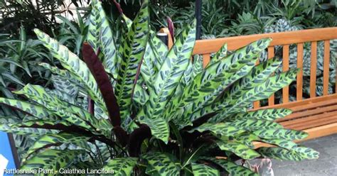 Rattlesnake Plant Care Learning To Grow Calathea Lancifolia