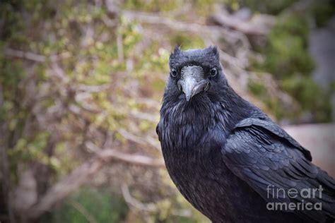 Eyes Of A Raven Photograph by Reese Lewis - Fine Art America