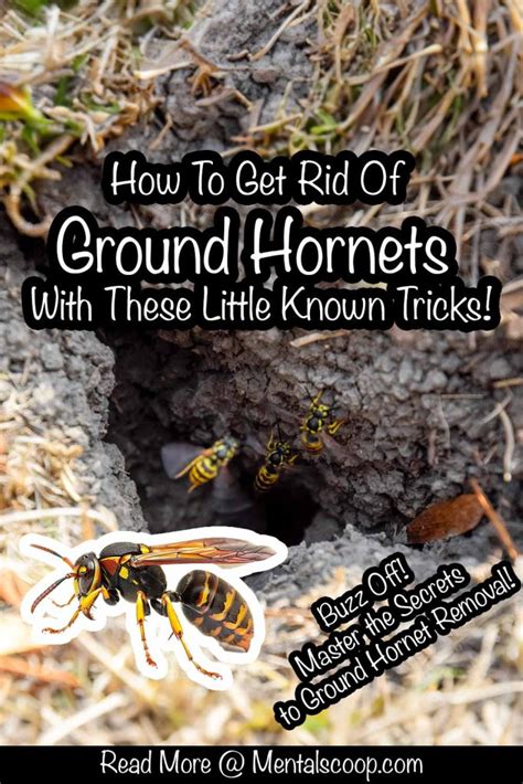 How To Get Rid Of Ground Hornets With These Little Known Tricks Mental Scoop