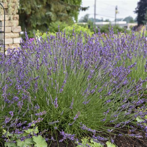 Lavandula X Intermedia Phenomenal® Niko Pp24193 Walters Gardens Inc