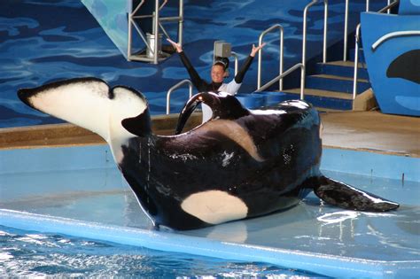 SeaWorld Prisoner Kyuquot the Orca Needs Our Help! | PETA