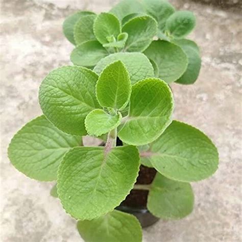 Ajwain Live Herbal Plant With Pot Oregano Ayurvedic Medicinal Plants