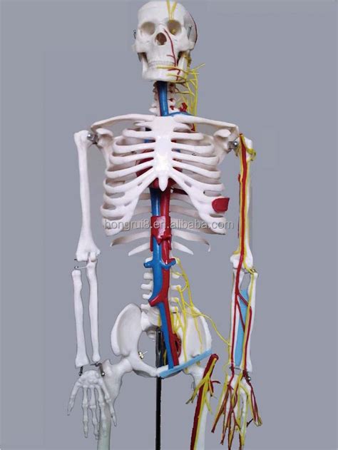 Human Skeleton Model With Nerves And Blood Vessels Cm Tall Medical