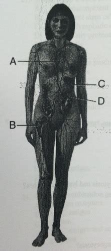 Chapter 22 Lymph System Flashcards Quizlet