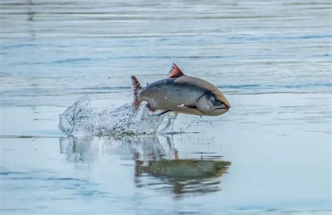 Bead Fishing For Salmon The Complete Guide