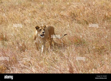 Pregnant Lioness Wandering In Savannah African Lion Panthera Leo