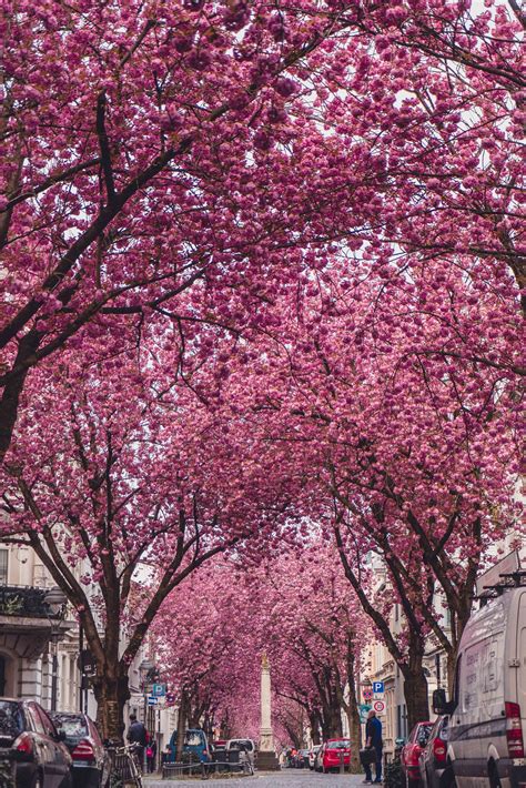 Where to Enjoy the Best of Bonn Cherry Blossom | solosophie