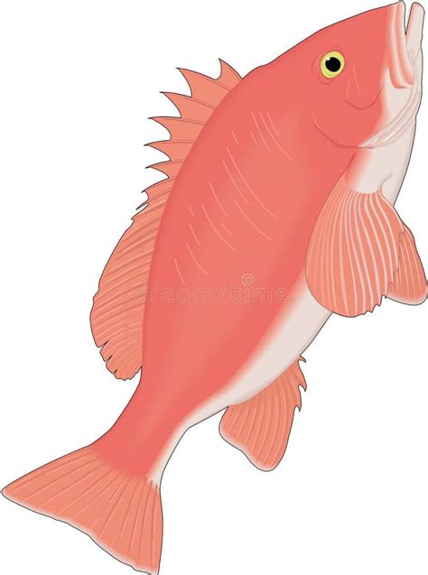 Red Snapper Fish stock vector. Illustration of cartoon - 55252575