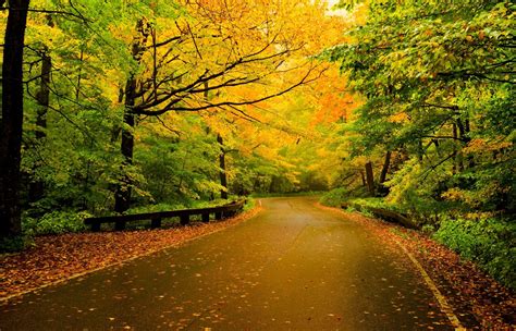 Fond Décran Lumière Du Soleil Des Arbres Paysage Forêt Rue La