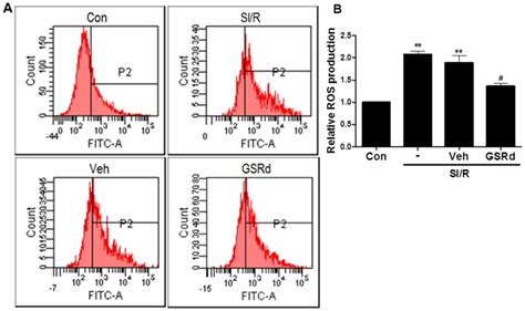 Intracellular Ros Accumulation Was Measured Via Fluorescence Probe