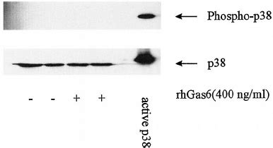 The MEK Inhibitor PD98059 Blocks ERK Activation By Gas6 Gn10 Cells