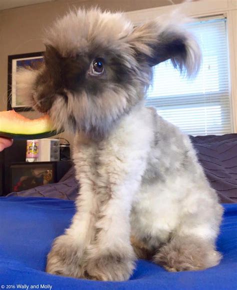 Famous Fluffy Eared Rabbit Has A New Partner—and Shes Just As Adorable