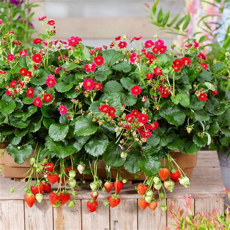 Balkon Erdbeere Rotbl Tig Im Ca Cm Topf Gartenhelden Online