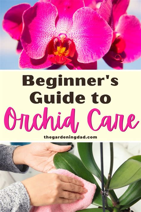 How To Care For Orchids 10 EASY PROVEN Tips Orchid Care Orchids