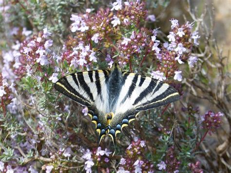 Papilio Machaon Macaón Mariposa Foto gratis en Pixabay