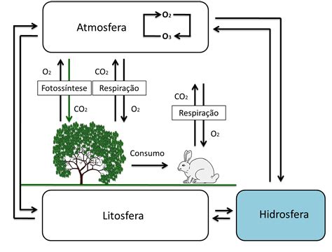 Biologia No Ensino M Dio Ciclo Do Nitrog Nio N Oxig Nio O