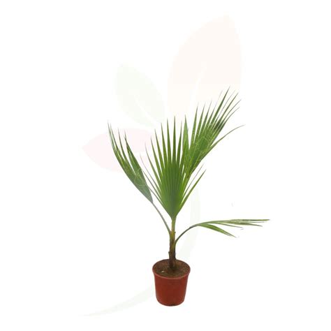 Washingtonia Robusta C Z Flores Frescas Palma Flores Frescas Online