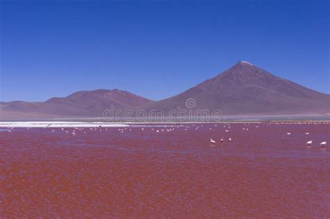 Red Lake Bolivia South America Stock Image Image Of Lake Horizon