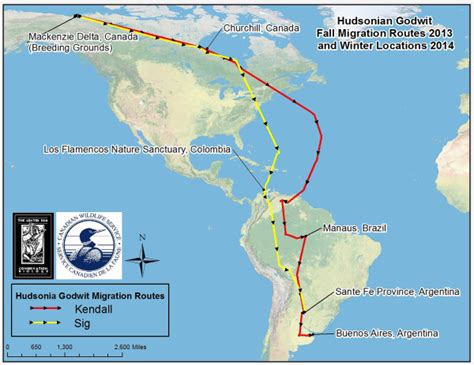 Marvels Of Migration Hudsonian Godwits Boreal Songbird Initiative