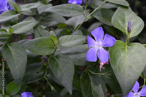 Vinca Major Variegata Bigleaf Periwinkle With Beautiful Deep Blue