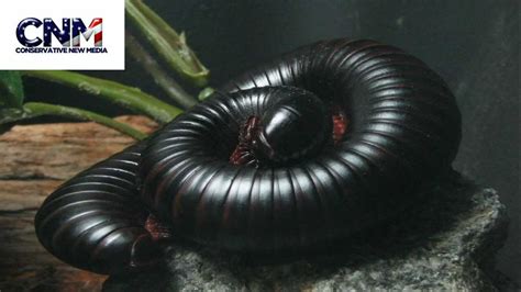 Millipede sets World Record for Most Legs of any Creature on Earth at 750 legs - Report by JDV ...