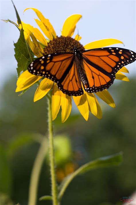 Monarch Butterfly and Sunflower