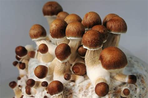 Penis Envy Information And Review Think Mushrooms Buy Shrooms Online