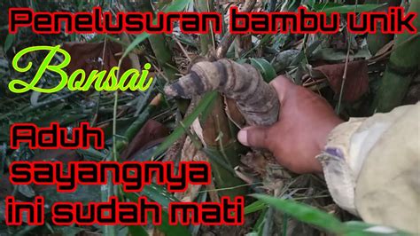 Mbolang Bambu Unik Untuk Bonsai Sharkpri Bambuunik Bonsaibambu