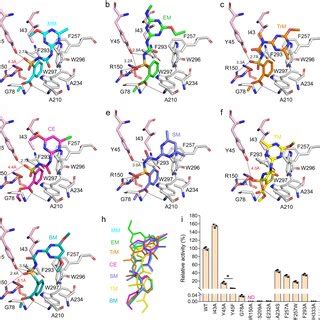 Structural And Mutagenesis Analysis Of SulE Ag The Substrate Binding