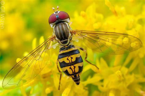 Order Diptera Flies And Mosquitoes Gil Wizen