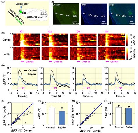 Leptin Modulates Olfactory Discrimination And Neural Activity Brainvta