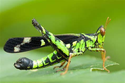 A Precise Explanation of the Life Cycle of a Grasshopper