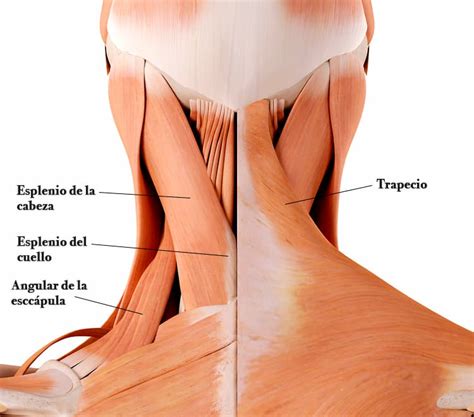 Musculatura Cervical Anatom A Con Fotos Jl Fisios