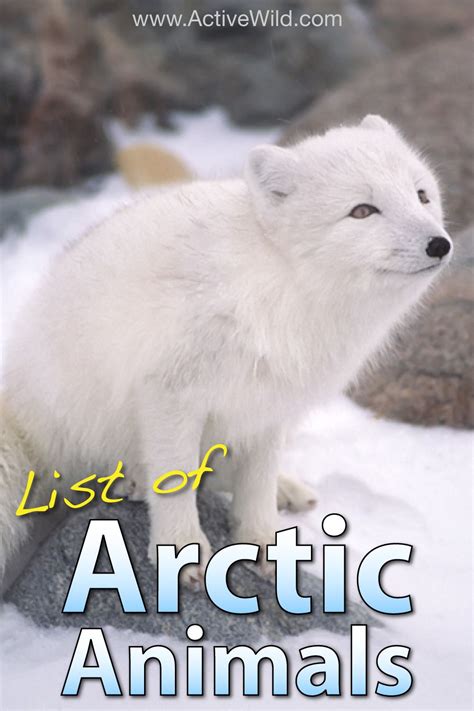 Arctic animals list with pictures images | Zoo Animals