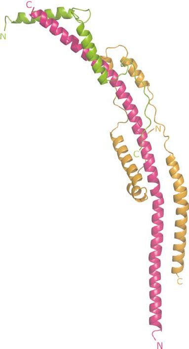 The Composite Structure Of The Atp Synthase From Mitochondria Detailed