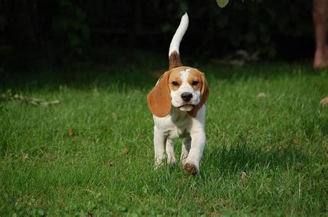 Perro Beagle Caracter Sticas Car Cter Y Cuidados Con Fotos