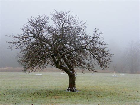 Tree In Snow Flurry Stanley Zimny Thank You For Million Views