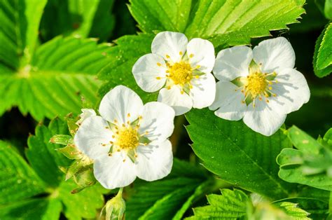 Fragaria Viridis 1 Knack Erdbeere Fragaria Viridis C Flickr