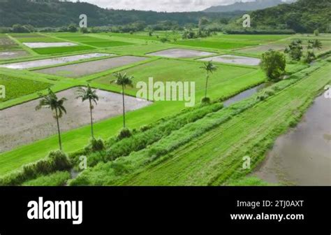 Traditional agriculture practices Stock Videos & Footage - HD and 4K ...