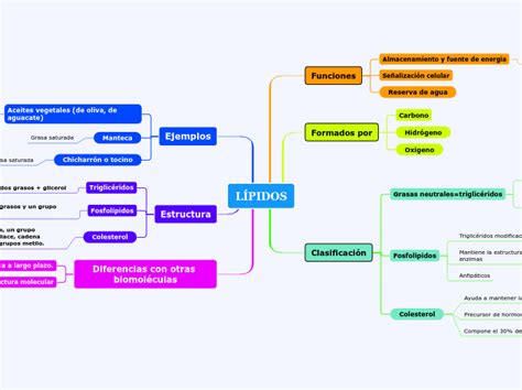 LÍPIDOS Mind Map