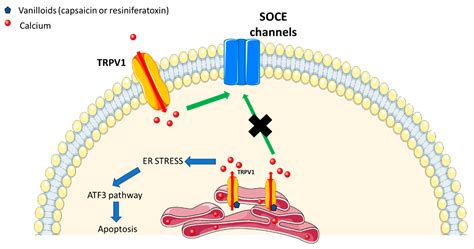 Cells Free Full Text Role Of The Trpv Channels In The Endoplasmic