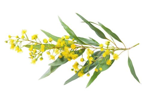 Premium Photo The Australian Golden Wattle In Bloom On White Background