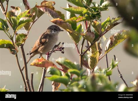 common whitethroat tree  res stock photography  images alamy