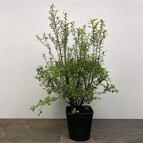 Pittosporum Tenuifolium Cratus Pot Size 4l The Boma Garden Centre