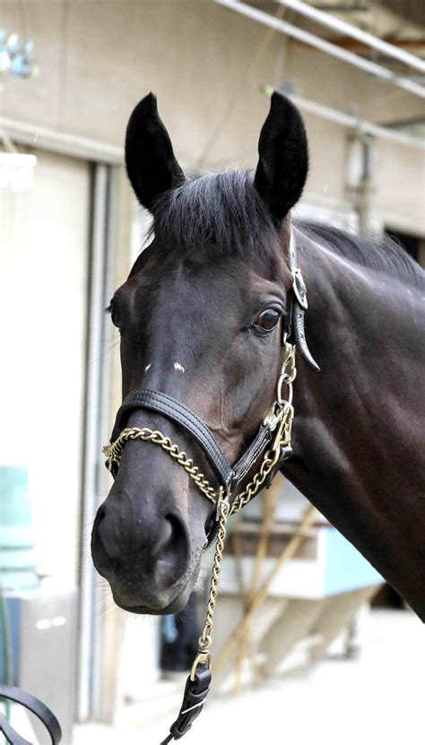 【注目馬動向】g2勝ち馬エリカヴィータは秋華賞直行 スポーツ報知