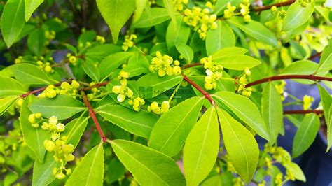 Euonymus Alatus Compacta