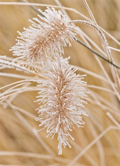 Grass Herbs Frost Free Photo On Pixabay Pixabay