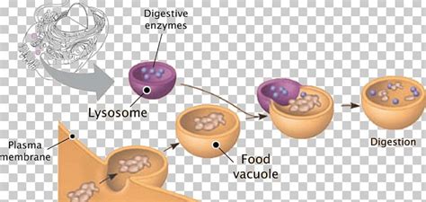 Lysosome Plant Cell Peroxisome Vesicle PNG, Clipart, Animal, Animal ...