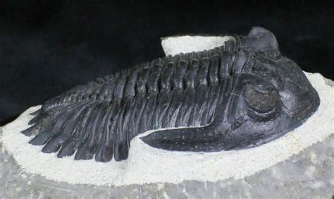 Large Hollardops Trilobite Mount Issoumour For Sale