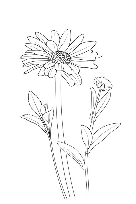 Daisy Flower Drawing | Best Flower Site